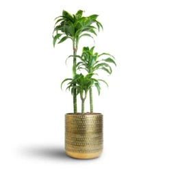 Solis Embossed Plant Pot - Gold 18 Solis Embossed Plant Pot - Gold -Plant Supplies Sale Dracaena fragrans Dorado Multi Stem 21x95cm 3 stems Solis Embossed Plant Pot Gold 25x25cm 7 f5643f8b 5337 44a8 8e3a b568893ec702
