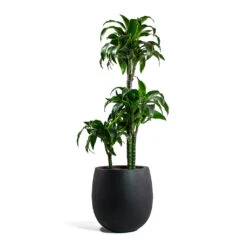 Grigio Balloon Plant Pot - Anthracite Concrete -Plant Supplies Sale Dracaena fragrans Dorado Multi Stem Grigio Balloon Plant Pot Anthracite Concrete