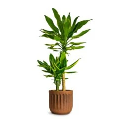 Dracaena Fragrans Golden Coast - Multi Stem