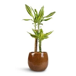 Dracaena Fragrans Golden Coast - Multi Stem -Plant Supplies Sale Dracaena fragrans Golden Coast 2Stem 17x80cm Mischa Plant Pot Caramel 24x22cm