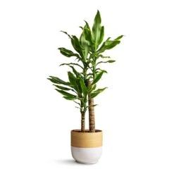 Dracaena Fragrans Golden Coast - Multi Stem -Plant Supplies Sale Dracaena fragrans Golden Coast Multi Stem 17x70cm Bamboo Plant Pot White 19x19cm