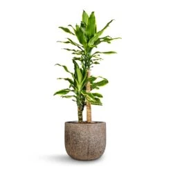 Dracaena Fragrans Golden Coast - Multi Stem -Plant Supplies Sale Dracaena fragrans Golden Coast Multi Stem 17x70cm 2 stems Cody Cement Stone Plant Pot Granite Grey