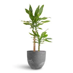 Dracaena Fragrans Golden Coast - Multi Stem -Plant Supplies Sale Dracaena fragrans Golden Coast Multi Stem 17x70cm 2 stems Bola Artstone Plant Pot Grey 28x24cm d9e487f5 5dcf 4a4d 856d 8a4cfe78f51b