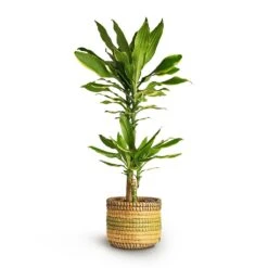 Dracaena Fragrans Golden Coast - Multi Stem -Plant Supplies Sale Dracaena fragrans Golden Coast Multi Stem 17x80cm 2stems Jane Plant Baskets Set5 Jungle b6fd3bbc 2ee0 4004 9468 ef0c018b093f