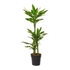 Dracaena Fragrans Golden Coast - Multi Stem -Plant Supplies Sale Dracaena fragrans Golden Coast Multi Stem