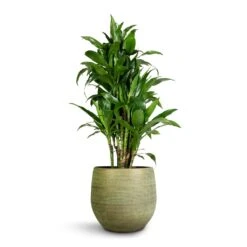 Lydia Plant Pot - Shiny Green -Plant Supplies Sale Dracaena fragrans Janet Craig Branched 27x130cm Lydia Plant Pot Shiny Green 36x32cm 5ddb8ad9 72c6 4001 9807 1193da78dbfb
