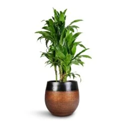 Mya Plant Pot - Shiny Mocha -Plant Supplies Sale Dracaena fragrans Janet Craig Branched 27x130cm Mya Plant Pot Shiny Mocha 36x32cm 5735cdce 37e2 4c6c 8976 3b323c084f37