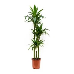 Dracaena Fragrans Janet Craig - Multi Stem -Plant Supplies Sale Dracaena fragrans Janet Craig Multi Stem