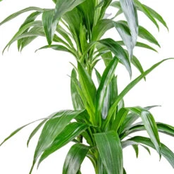 Dracaena Fragrans Janet Craig - Multi Stem -Plant Supplies Sale Dracaena fragrans Janet Craig Multi Stem 24x135cm DETAIL