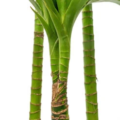 Dracaena Fragrans Janet Craig - Multi Stem -Plant Supplies Sale Dracaena fragrans Janet Craig Multi Stem 24x135cm DETAIL 3
