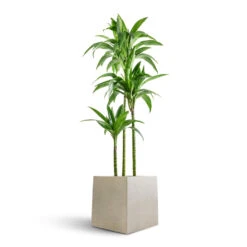 Grigio Cube Planter - Antique White Concrete -Plant Supplies Sale Dracaena fragrans Janet Craig Multi Stem 24x135cm 3 stems Grigio Cube Planter Antique White Concrete 30x30x30cm ace2f845 18f5 4494 974e 45d3c7325fb2