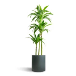 Max Refined Planter - Pine Green -Plant Supplies Sale Dracaena fragrans Janet Craig Multi Stem 24x135cm 3 stems Max Refined Planter Pine Green 29x29.5cm 7156306c 408b 4c4b 8ded 10917e15ea18
