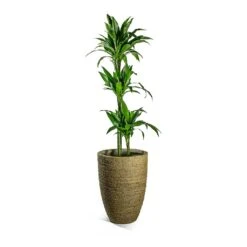 Ben Plant Pot - Straw Grass -Plant Supplies Sale Dracaena fragrans Janet Craig Multi Stem Ben Plant Pot Straw Grass 8ef79176 2add 4bfd 8e9a 72a53007d81e