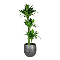 Dracaena Fragrans Janet Craig - Multi Stem -Plant Supplies Sale Dracaena fragrans Janet Craig Multi Stem Evi Plant Pot Midnight Black 35cm