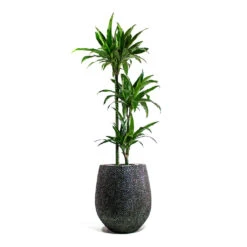Opus Hit Darcy Planter - Silver 32 Opus Hit Darcy Planter - Silver -Plant Supplies Sale Dracaena fragrans Janet Craig Multi Stem Opus Hit Darcy Planter Silver