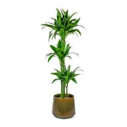 Dracaena Fragrans Janet Craig - Multi Stem -Plant Supplies Sale Dracaena fragrans Janet Craig Multi Stem joah oasis 33cm plant pot studio