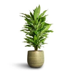 Lydia Plant Pot - Shiny Green -Plant Supplies Sale Dracaena fragrans Janet Lind Branched 21x80cm Lydia Plant Pot Shiny Green 26x26cm