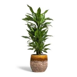 Lindy Plant Pot - Ochre 25 Lindy Plant Pot - Ochre -Plant Supplies Sale Dracaena fragrans Janet Lind Branched 24x95cm Lindy Plant Pot Ochre 30x25cm c3b5336e ca1e 4cec 875e 7875a9b9bdf1