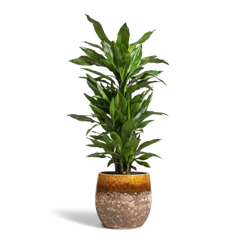 Lindy Plant Pot - Ochre 10 Lindy Plant Pot - Ochre - Image 10