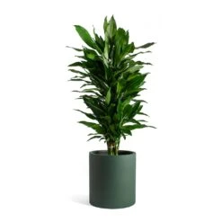 Max Refined Planter - Pine Green -Plant Supplies Sale Dracaena fragrans Janet Lind Max Refined Planter Pine Green