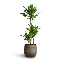 Esra Plant Pot - Mystic Grey -Plant Supplies Sale Dracaena fragrans Janet Lind Multi Stem 21x100 Esra Plant Pot Mystic Grey 26x26cm 2cb21ad3 c76c 4faf ad18 0c10f2d13d65