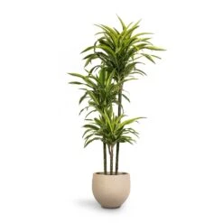 Mini Orb Kevan Plant Pot - Grey Washed -Plant Supplies Sale Dracaena fragrans Lemon Lime 3MultiStem 24 x 140cm Mini Orb Kevan Plant Pot Grey Washed 32x28cm c96e807e 71e5 4449 8cc8 060db2ea8dff