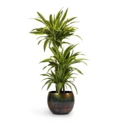 Dracaena Fragrans Lemon Lime - Multi Stem -Plant Supplies Sale Dracaena fragrans Lemon Lime 3MultiStem 24x140cm Ellen Metal Plant Pots Set3 Big Vintage Green