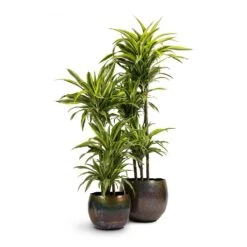 Dracaena Fragrans Lemon Lime - Multi Stem -Plant Supplies Sale Dracaena fragrans Lemon Lime 3MultiStem 24x140cm Ellen Metal Plant Pots Set3 Medium Big Vintage Green