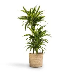 Dracaena Fragrans Lemon Lime - Multi Stem -Plant Supplies Sale Dracaena fragrans Lemon Lime 3MultiStem 24x140cm Selin Plant Basket Jute 30x26cm