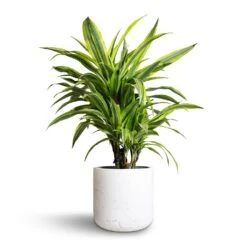 Dracaena Fragrans Lemon Lime - Branched -Plant Supplies Sale Dracaena fragrans Lemon Lime Branched 21x70cm Charlie Plant Pot White Washed 25x24cm