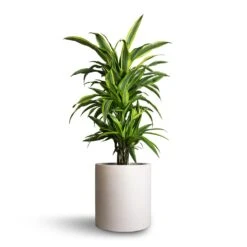 Max Refined Planter - Natural White 18 Max Refined Planter - Natural White -Plant Supplies Sale Dracaena fragrans Lemon Lime Branched 21x70cm Max Refined Planter Natural White 29x29.5cm e3b1c807 5a5b 4e62 8c50 43b66461678b