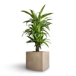 Raindrop Cube Planter - Stone 21 Raindrop Cube Planter - Stone -Plant Supplies Sale Dracaena fragrans Lemon Lime Branched 21x70cm Raindrop Cube Planter Stone 30x30x27cm ae9dd8c7 c891 481d 8ac5 b1364706eab5