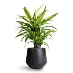 Dracaena Fragrans Lemon Lime - Branched -Plant Supplies Sale Dracaena fragrans Lemon Lime Branched 21x70cm Raindrop Tube Round Planter Anthracite