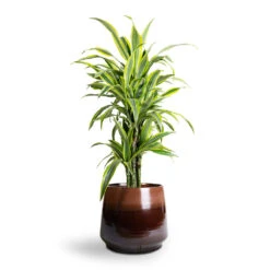 Dracaena Fragrans Lemon Lime - Branched -Plant Supplies Sale Dracaena fragrans Lemon Lime Branched 24x90cm Joah Plant Pot Truffle 33x28cm