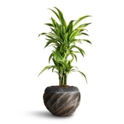 Dracaena Fragrans Lemon Lime - Branched -Plant Supplies Sale Dracaena fragrans Lemon Lime Branched 24x90cm Luxe Lite Wave Globe Planter Bronze