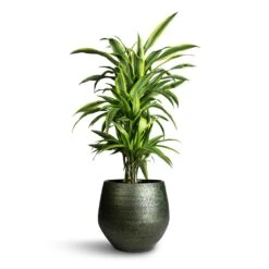 Noor Plant Pot - Velvet Green -Plant Supplies Sale Dracaena fragrans Lemon Lime Branched 24x90cm Noor Plant Pot Velvet Green 33x30cm 912c4454 ba78 4907 a5e2 20b453a69ca7