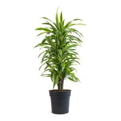 Dracaena Fragrans Lemon Lime - Branched -Plant Supplies Sale Dracaena fragrans Lemon Lime Branched 27cm