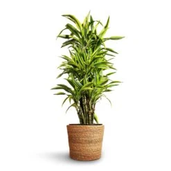 Dracaena Fragrans Lemon Lime - Branched -Plant Supplies Sale Dracaena fragrans Lemon Lime Branched 27x110cm Igmar Plant Basket Natural 30x26cm 2