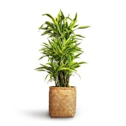 Zayn Bamboo Planter -Plant Supplies Sale Dracaena fragrans Lemon Lime Branched 27x110cm Zayn Bamboo Planter 31.5x33cm 2 3484520d 491b 4b04 bb51 9c518cd543c5