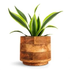 Helle Plant Pot - Natural -Plant Supplies Sale Dracaena fragrans Lemon Lime Head 12x35cm Helle Plant Pot Natural 16x14cm 156d1ab4 501d 4ae7 9ac4 79ed5b62c4d9