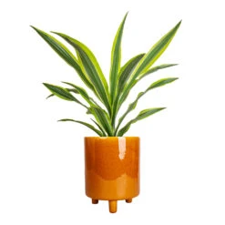 Pisa Plant Pot - Mustard 12 Pisa Plant Pot - Mustard -Plant Supplies Sale Dracaena fragrans Lemon Lime Head 17x50cm Pisa Plant Pot Mustard 20x24cm