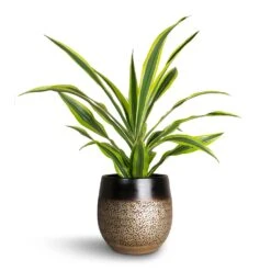 Mya Plant Pot - Deep Champagne -Plant Supplies Sale Dracaena fragrans Lemon Lime Head Mya Plant Pot Deep Champagne d37372a6 9095 4103 b212 6e9cf285335f