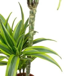 Dracaena Fragrans Lemon Lime - Multi Stem -Plant Supplies Sale Dracaena fragrans Lemon Lime Leaves