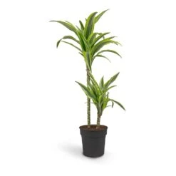 Dracaena Fragrans Lemon Lime - Multi Stem -Plant Supplies Sale Dracaena fragrans Lemon Lime Multi Stem 19 x 100cm 2 stems