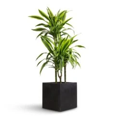 Grigio Cube Planter - Anthracite Concrete -Plant Supplies Sale Dracaena fragrans Lemon Lime Multi Stem 21x100cm 3 stems Grigio Cube Planter Anthracite Concrete 30x30x30cm