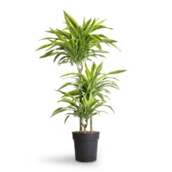 Dracaena Fragrans Lemon Lime - Multi Stem -Plant Supplies Sale Dracaena fragrans Lemon Lime Multi Stem 21x120cm 3stems