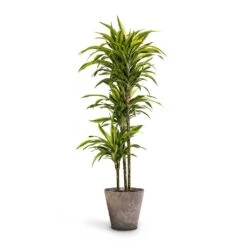 Dracaena Fragrans Lemon Lime - Multi Stem -Plant Supplies Sale Dracaena fragrans Lemon Lime Multi Stem 24 x 140cm Claire Artstone Plant Pot Grey 32x29cm