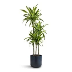 Dracaena Fragrans Lemon Lime - Multi Stem -Plant Supplies Sale Dracaena fragrans Lemon Lime Multi Stem 24x140cm 3 stems Lisbon Plant Pot Navy 26x26cm