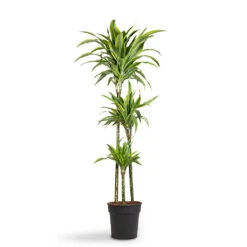 Dracaena Fragrans Lemon Lime - Multi Stem -Plant Supplies Sale Dracaena fragrans Lemon Lime Multi Stem 24x140cm 3stems 1