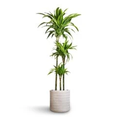 Dracaena Fragrans Lemon Lime - Multi Stem -Plant Supplies Sale Dracaena fragrans Lemon Lime Multi Stem 24x140cm 3stems Angle Cylinder Plant Pot White 30x30cm 6af1624b 28f0 4db1 b46c 44cb706e29b1